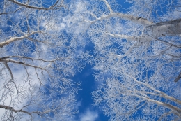 winter branches 