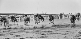 Doge Race 