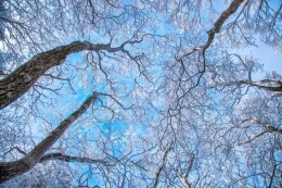 frost-covered trees 