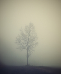 Fog 