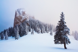 cliff & tree 