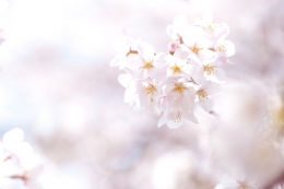 cherry-blossom 