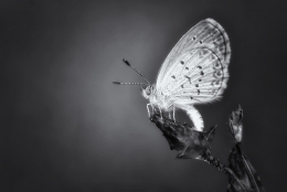 white butterfly in black&white 