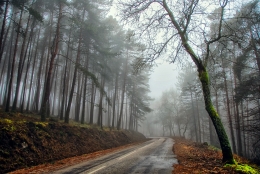 The road on the misty 