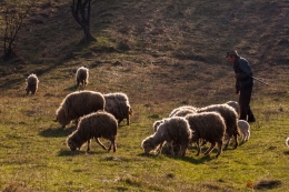 A shepherd with his sheeps 