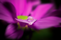 Dew In Purple Flower 