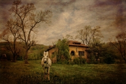 Landscape with horse 