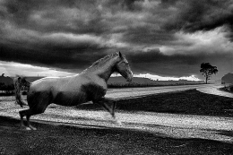 HORSE and RAIN 