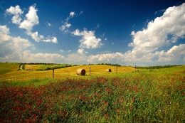 Field of French Honey suckle 