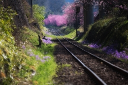 Train trip in the spring 