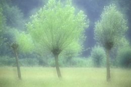 Three willows 