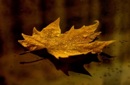 Golden leaf 