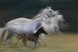 in gallop 