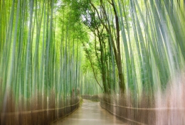 bamboo thicket 