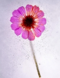 Flower Inside Ice 
