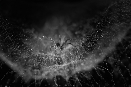 black&white spider 