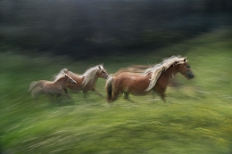 in gallop 