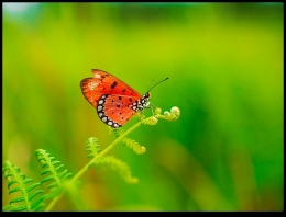 Red Butterfly 