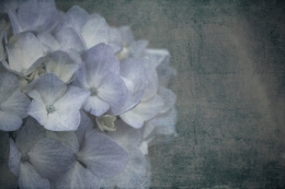 In the dream of your petals__ 