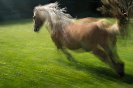 gallop 