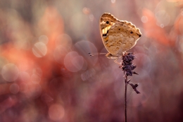 Lonely Butterfly 