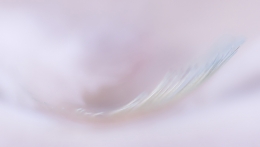Pastel feather 