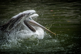 Elegant Pelican Shower 