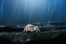 spider on the rain 