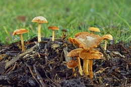Winter Mushrooms  