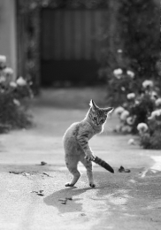 Three-legged cat 