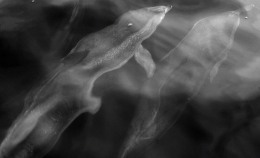 Golfinho-pintado-do-atlântico 