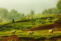 The shepherd with sheep 