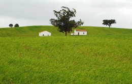 houses in green fields 