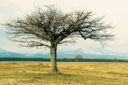 The tree 