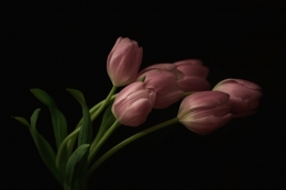 Tulips in Low-Key 