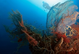 sea fan & little fish 