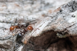 The Ants 