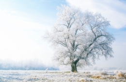 White tree 