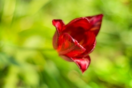Red tulip 