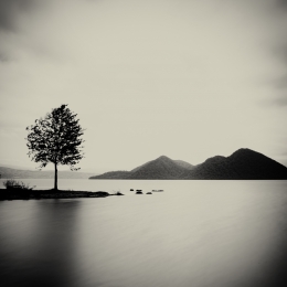 tree in lake 