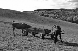 The horse, the cow and the cart noon 