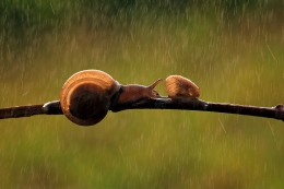 Snail On Rain 