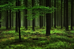 green wood 