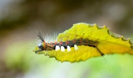 Natureza bela   Beautiful nature-Caterpillar 