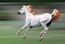 Running Arabian Horse 