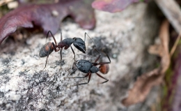 Recognition and talks between ants 