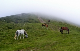 Horses and fog 
