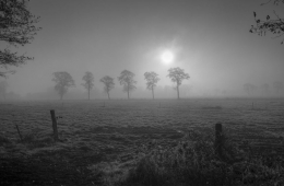 Foggy Winter morning 