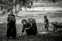 Picking apples 