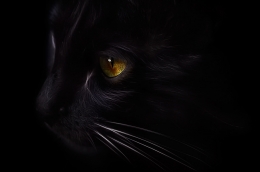 the eye Black cat 